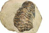 Detailed Crotalocephalina Trilobite - Atchana, Morocco #250069-4